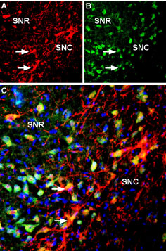 Guinea pig Anti-KCNK2 (TREK-1) Antibody