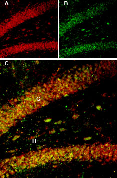 Guinea pig Anti-BDNF Antibody