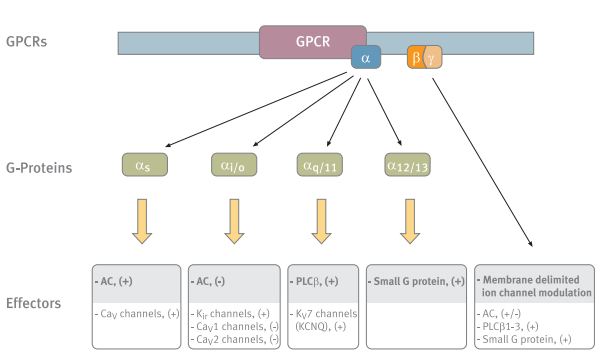 g protein coupled receptors